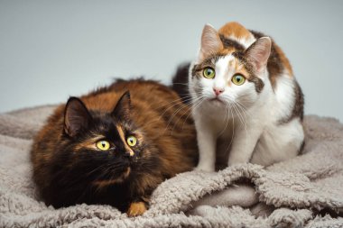 Bej bir battaniyenin üzerinde iki kedi merakla etrafa bakınıyor. Ekoseli kahverengi ve çok renkli bir kedi.