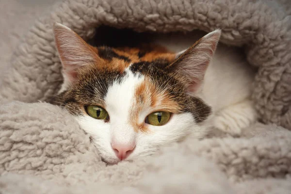 ベージュの中から猫の眠そうな迷路が覗き見する 毛布の下に眠り猫が這った — ストック写真