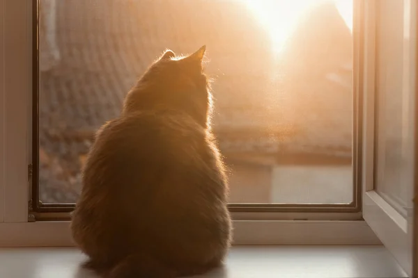 Gün Batımında Kedi Pencereden Dışarı Bakar Günbatımındaki Kedi Pencere Pervazında — Stok fotoğraf