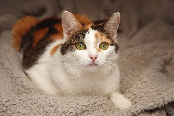 Multicolored Shorthair Cat Green Eyes Lies Fluffy Beige Blanket — Stockfoto