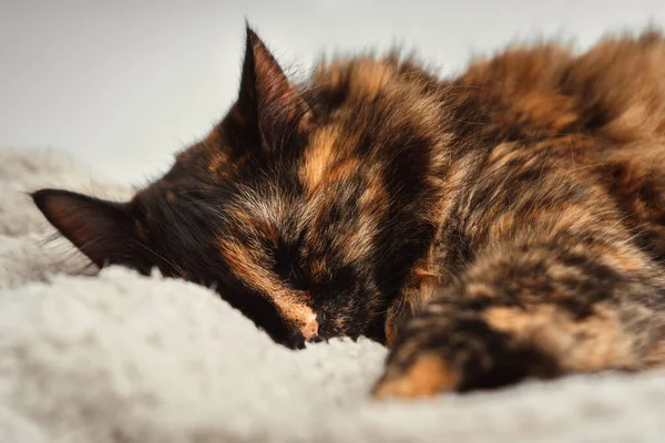 Fluffy Brown Cat Sleeping Beige Blanket Close — Stockfoto