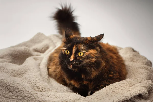 Brown Fluffy Cat Dissatisfied Muzzle Lies Beige Blanket — Stockfoto