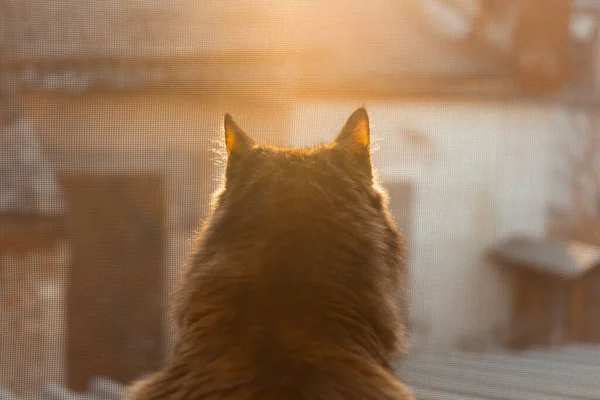 Cat Looks Out Window Sunset Cat Sunset Light Sitting Windowsill — Stock Photo, Image