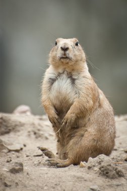 Cynomys ludovicianus