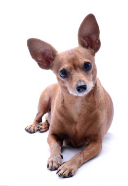 Minyatür pinscher.