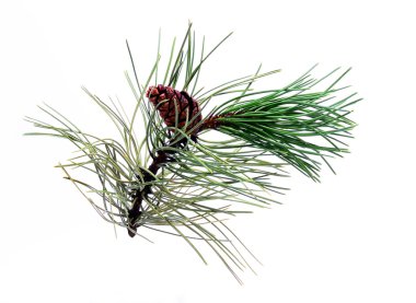 kozalaklı çam dalı