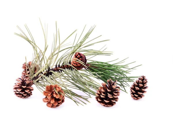 Pine branch with cone — Stock Photo, Image
