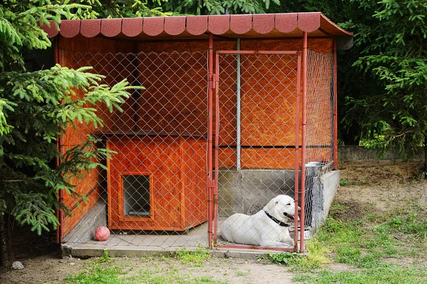 Dog in the kennels — Stock Photo, Image