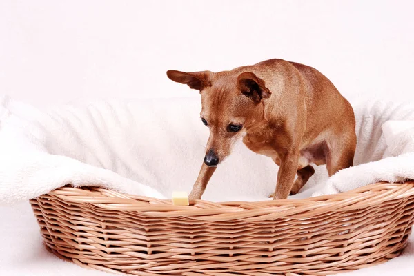 Miniature Pinscher — Stock Photo, Image