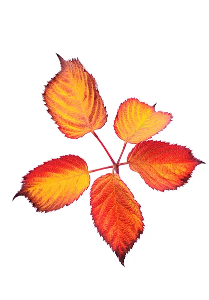 Autumn leaf — Stock Photo, Image