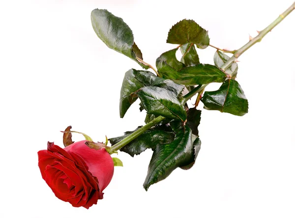 Rote Rose — Stockfoto