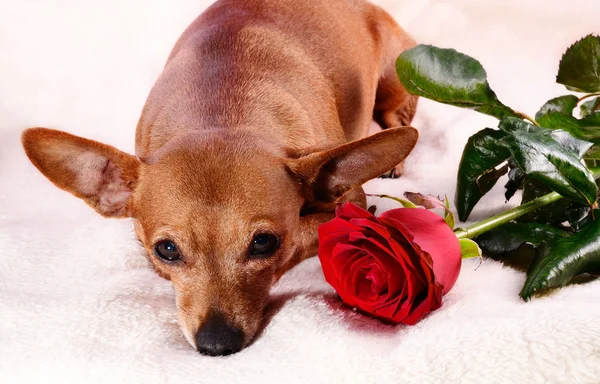Hund mit Blume — Stockfoto