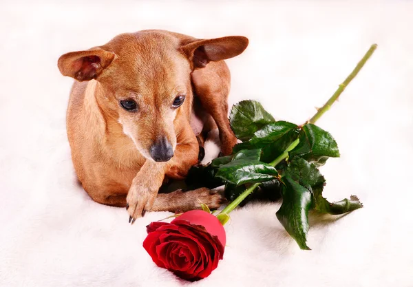 Hond met bloem — Stockfoto