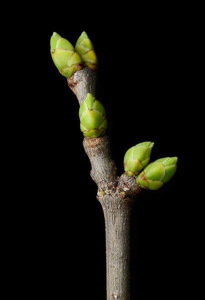 Lilac leaves bud — Stock Photo, Image