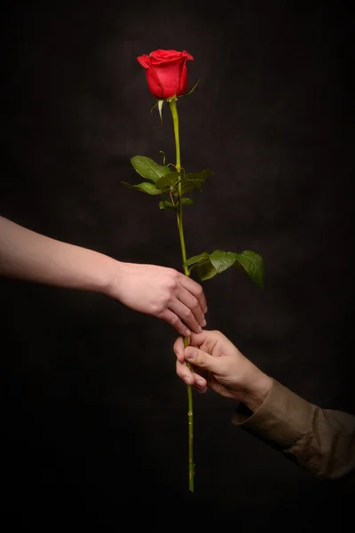 La mano del hombre dando una rosa —  Fotos de Stock