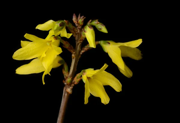 Forsythia — Stockfoto