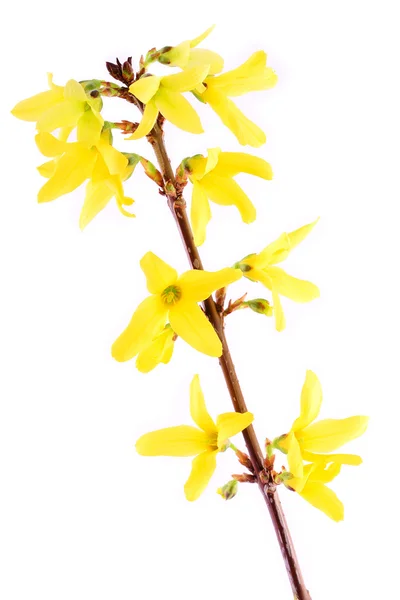 Forsythia — Stock Photo, Image