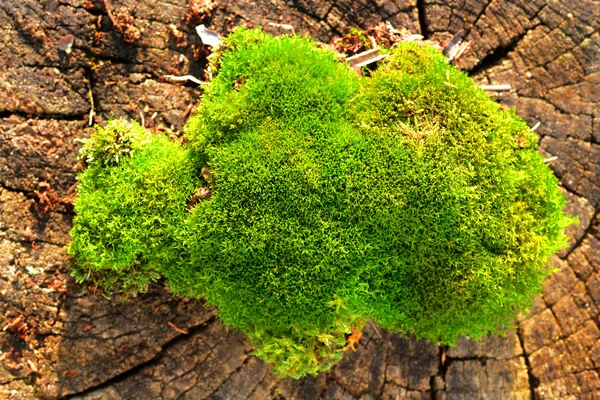 Moss — Stock Photo, Image