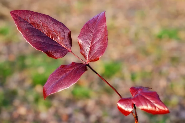 Foglie rosse — Foto Stock