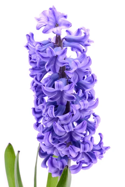 Blue hyacinth — Stock Photo, Image