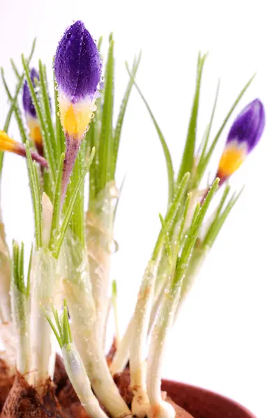 Crocus flower — Stock Photo, Image