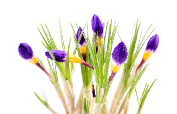 Crocus blomma — Stockfoto