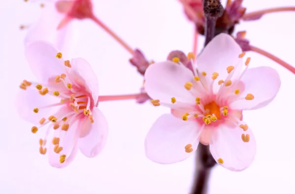 Lyserøde blomster - Stock-foto