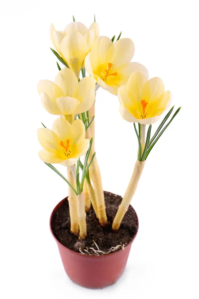 Crocus blomma — Stockfoto