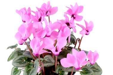 pembe siklamen