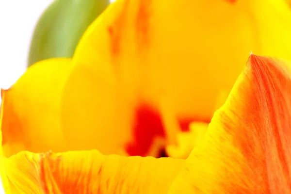 チューリップ花弁 — ストック写真