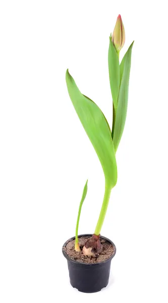 Tulip in flowerpot — Stock Photo, Image