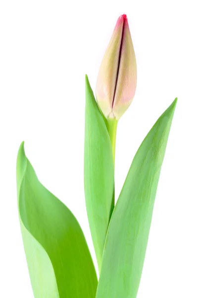 Flor tulipa — Fotografia de Stock