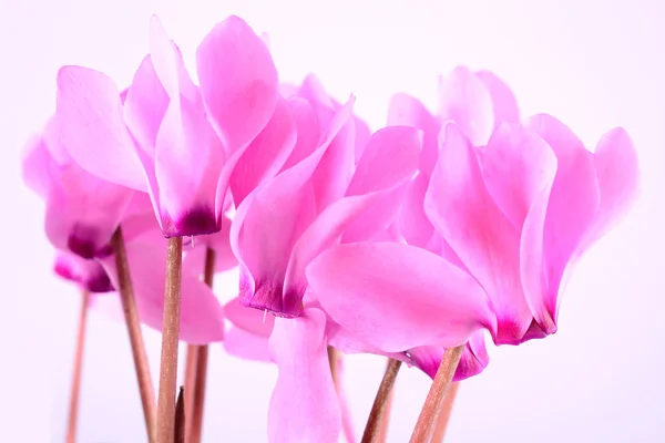 Ciclamen rosa — Fotografia de Stock