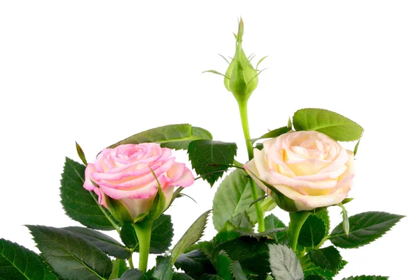 Mini růže květ — Stock fotografie