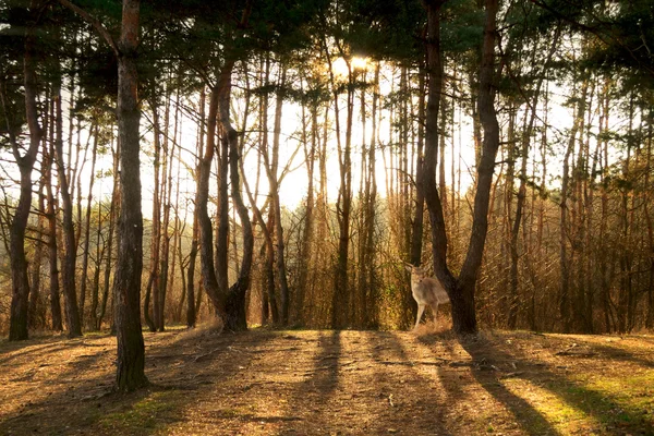 木漏れ日と松の森 — ストック写真