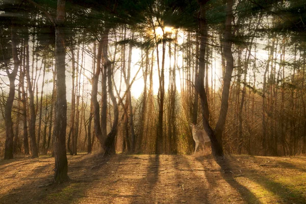 Tallskog med solstrålar — Stockfoto