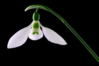 kardelen izole Close-Up