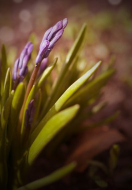 Vintage sümbül bud fotoğraf