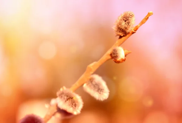 Pussy willow background — Stock Photo, Image