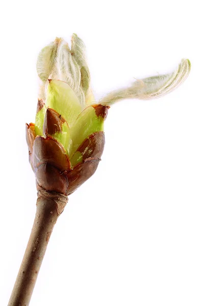 Chestnut bud — Stock Photo, Image