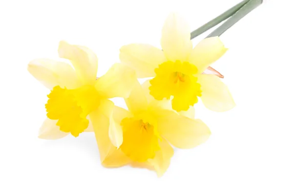 Daffodil isolated on white — Stock Photo, Image