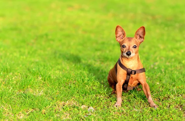 소형 pinscher 개는 잔디에 앉아 — 스톡 사진