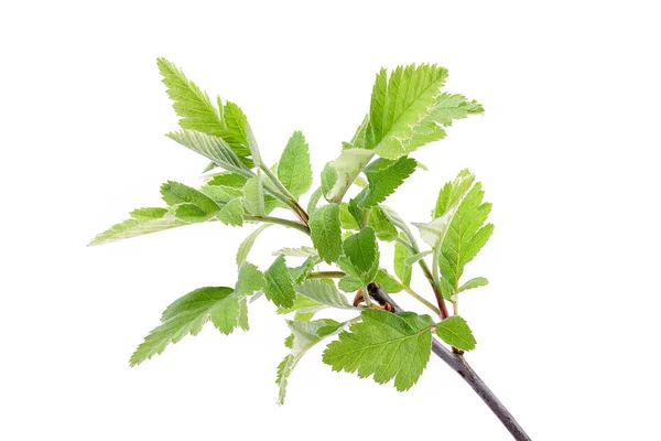 Young spring leaves on the branch — Stock Photo, Image
