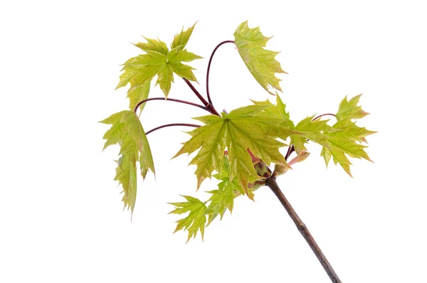 Young spring maple leaves on the branch — Stock Photo, Image