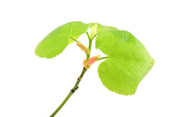 Jeunes feuilles de tilleul de printemps sur la branche isolée sur blanc — Photo