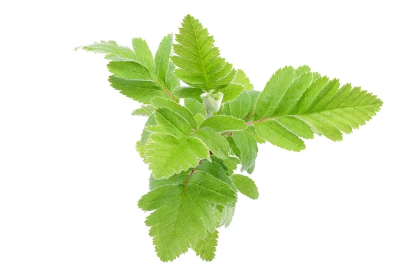 Young spring leaves on the branch — Stock Photo, Image