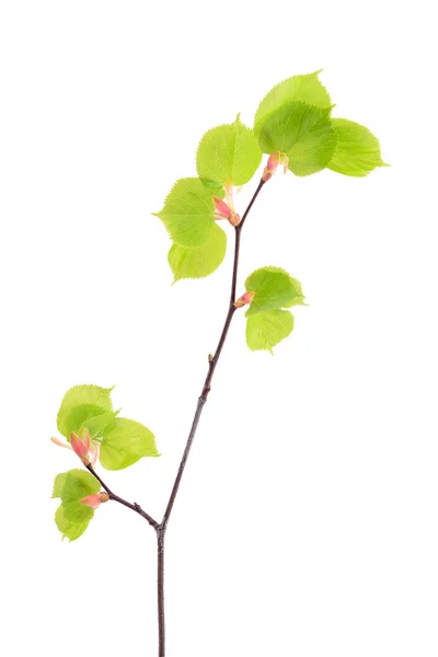 Folhas de tília de primavera jovens no ramo isolado em branco — Fotografia de Stock