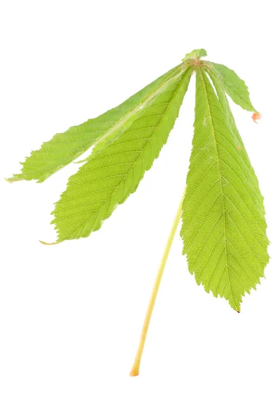 Hoja de castaño verde — Foto de Stock