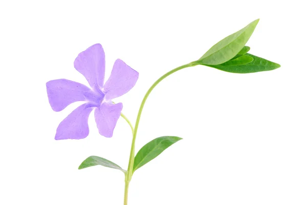 Beautiful purple wildflower — Stock Photo, Image