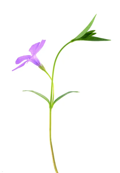 Beautiful purple wildflower — Stock Photo, Image